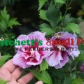 Purple Pillar® Rose of Sharon