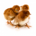 Color Markings in Rhode Island Red Chicks As Related to Sex & Adult Color