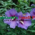 Paraplu Violet® Rose of Sharon