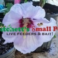Photo Copyright Danny Pritchett (owner)