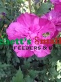 Raspberry Smoothie™ Rose of Sharon PPAF