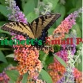 Bicolor Butterfly Bush