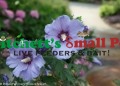 Azurri Blue Satin® Rose of Sharon
