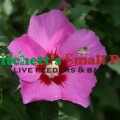 Lil' Kim® Violet Rose of Sharon