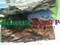 Neon Blue Crayfish