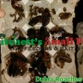 Dubia Cockroach (Blaptica dubia)
