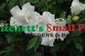Photo courtesy of NetPS Plant Finder
