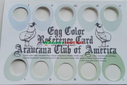 Ameraucana Egg Color Chart