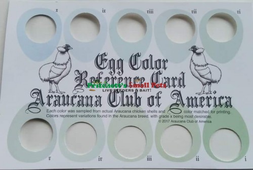 Egg Color Chart