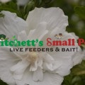 White Chiffon® Rose of Sharon
