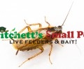 German Cockroach (Blattella germanica)