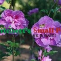 Dark Lavender Chiffon® Rose of Sharon