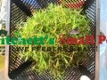 Guppy Grass (Najas Guadalupensis)
