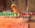 Pop Bottle Waterer