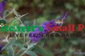 Psychedelic Sky™ Butterfly Bush