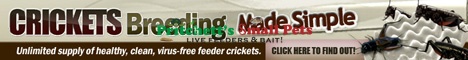 Crickets Breeding Made Simple