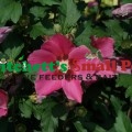 Paraplu Rouge™ Rose of Sharon