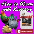 How to worm Chickens and Poultry with Kerosene