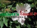 Photo from Mariettes Back to Basics Blog