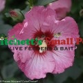 Ruffled Satin® Rose of Sharon